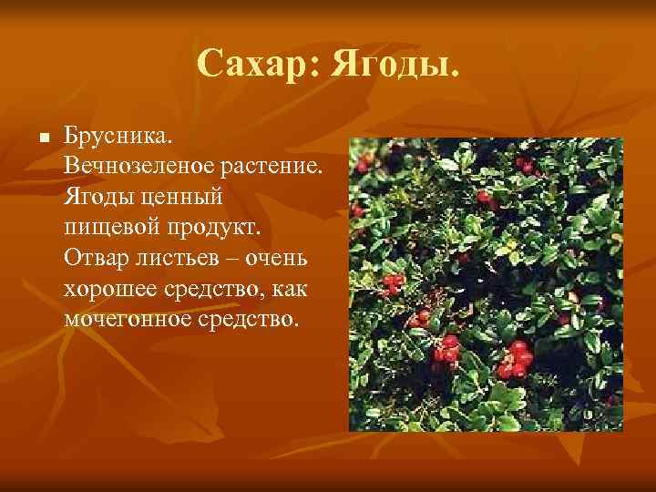     Сахар: Ягоды. n  Брусника. Вечнозеленое растение. Ягоды ценный пищевой
