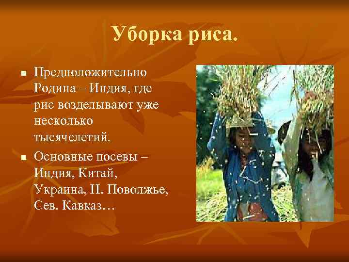     Уборка риса. n  Предположительно Родина – Индия, где рис