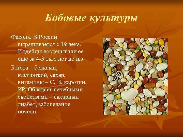   Бобовые культуры Фасоль. В России  выращивается с 19 века. 