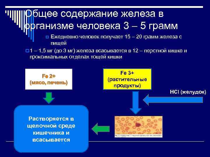 Общее содержание железа в организме человека 3 – 5 грамм  p Ежедневно человек