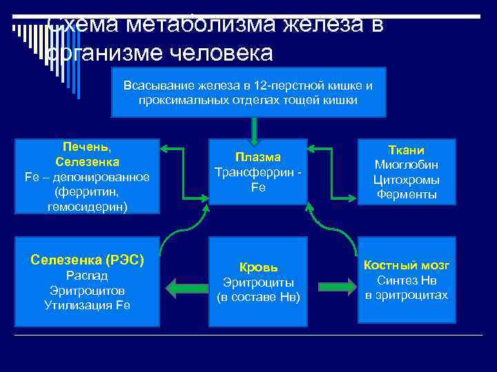   Схема метаболизма железа в  организме человека    Всасывание железа