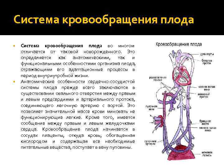 Кровообращение плода. Система кровообращения плода. Система кровоснабжения плода. Презентация кровоснабжение плода. Отличия кровообращения плода.