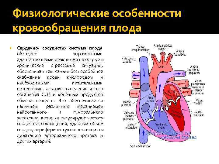 Кровообращение новорожденного схема