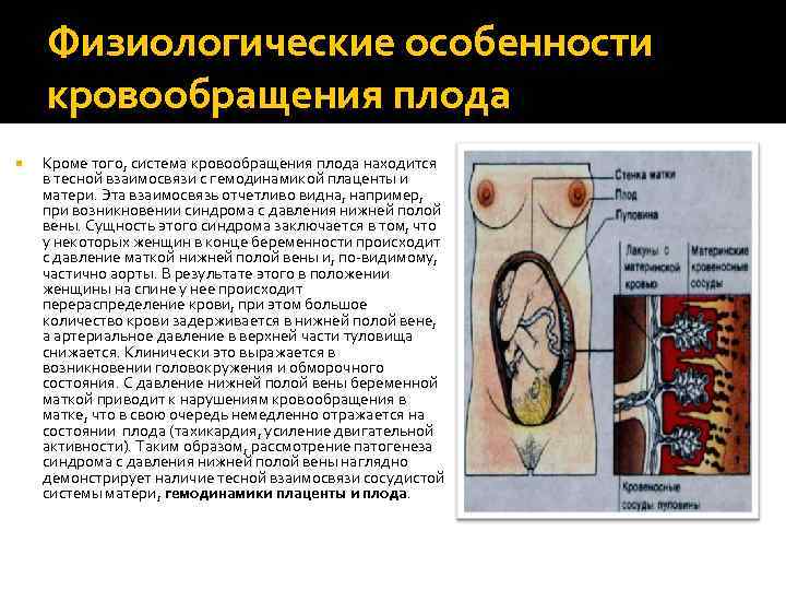   Физиологические особенности кровообращения плода Кроме того, система кровообращения плода находится в тесной