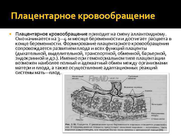 Плацентарное кровообращение схема