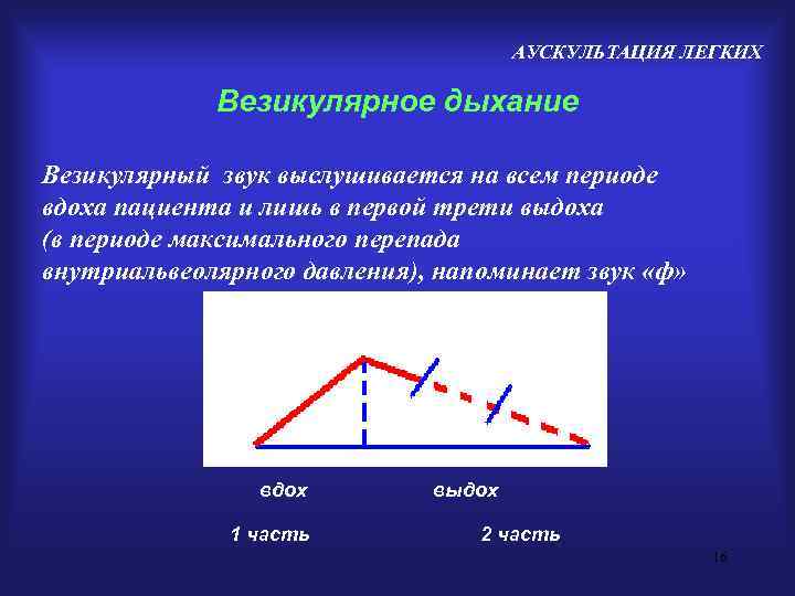        АУСКУЛЬТАЦИЯ ЛЕГКИХ    Везикулярное дыхание