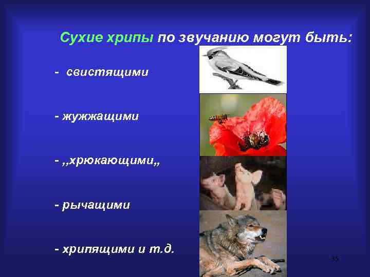 Сухие хрипы по звучанию могут быть:  - свистящими  - жужжащими  -