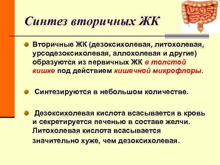 Синтез вторичных ЖК Вторичные ЖК (дезоксихолевая, литохолевая, урсодезоксихолевая, аллохолевая и другие) образуются Синтез вторичных ЖК Вторичные ЖК (дезоксихолевая, литохолевая, урсодезоксихолевая, аллохолевая и другие) образуются