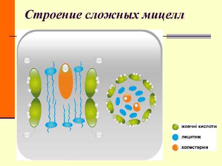 Строение сложных мицелл Строение сложных мицелл