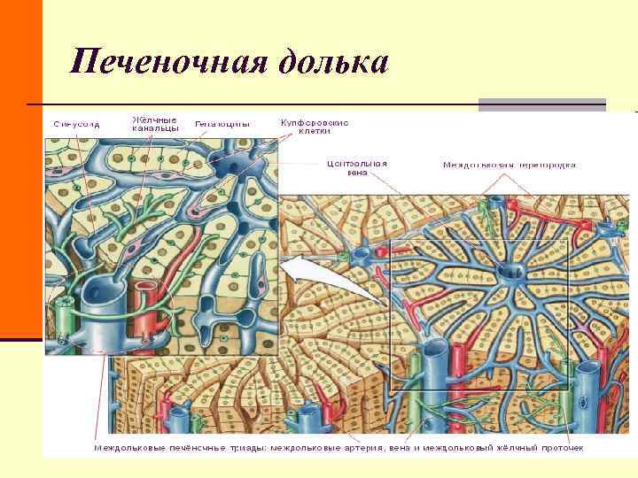 Печеночная долька Печеночная долька