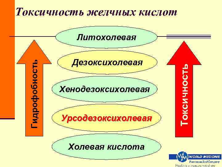 Токсичность желчных кислот Литохолевая Дезоксихолевая Гидрофобность Токсичность желчных кислот Литохолевая Дезоксихолевая Гидрофобность