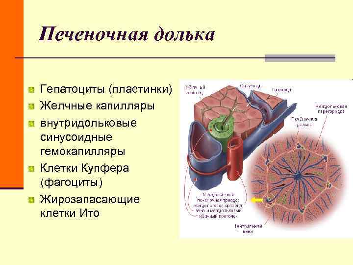 Печеночная долька Гепатоциты (пластинки) Желчные капилляры внутридольковые синусоидные гемокапилляры Клетки Купфера (фагоциты) Жирозапасающие клетки Печеночная долька Гепатоциты (пластинки) Желчные капилляры внутридольковые синусоидные гемокапилляры Клетки Купфера (фагоциты) Жирозапасающие клетки