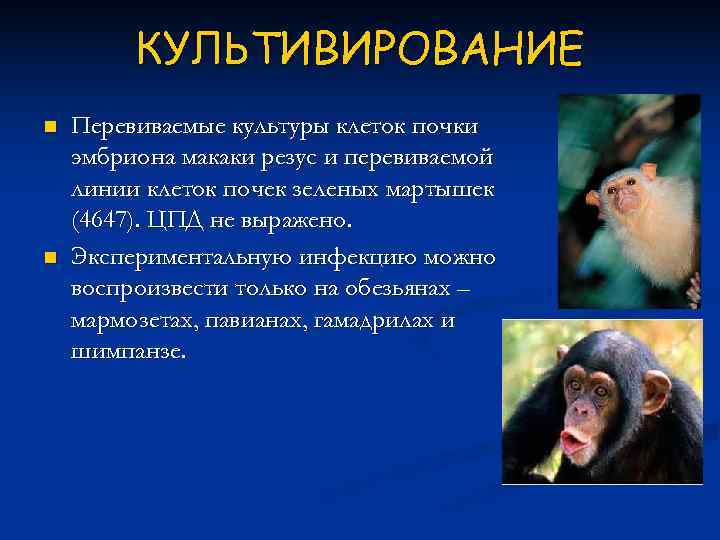    КУЛЬТИВИРОВАНИЕ n  Перевиваемые культуры клеток почки эмбриона макаки резус и