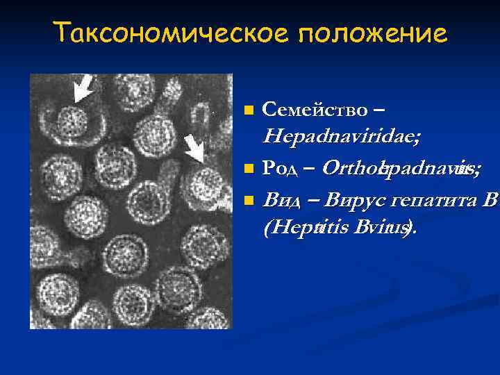 К энтеровирусам относятся