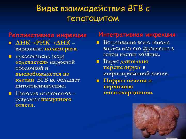   Виды взаимодействия ВГВ с    гепатоцитом Репликативная инфекция  Интегративная