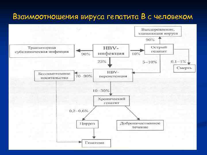 Взаимоотношения вируса гепатита В с человеком 
