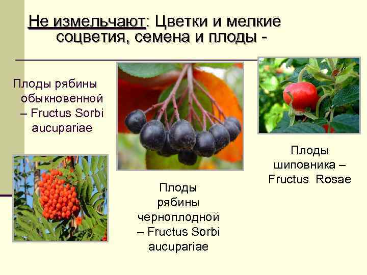  Не измельчают: Цветки и мелкие соцветия, семена и плоды - Плоды рябины обыкновенной