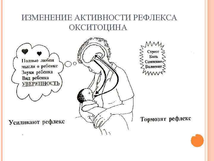 ИЗМЕНЕНИЕ АКТИВНОСТИ РЕФЛЕКСА   ОКСИТОЦИНА 