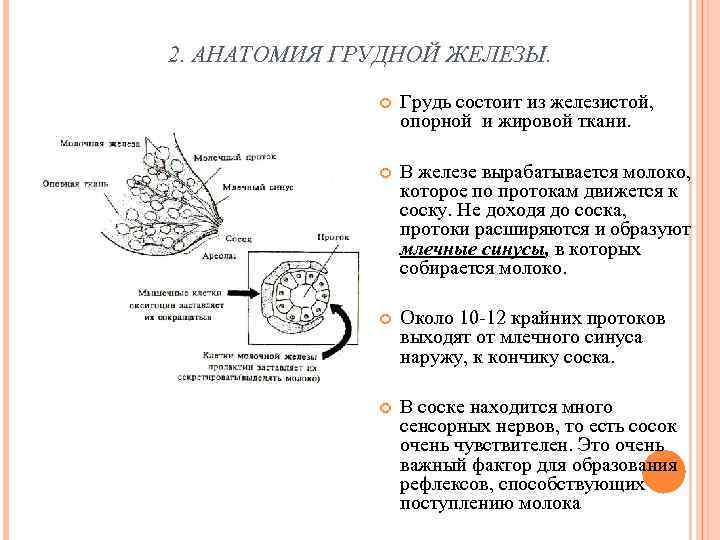 2. АНАТОМИЯ ГРУДНОЙ ЖЕЛЕЗЫ.    Грудь состоит из железистой,   