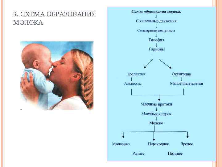 3. СХЕМА ОБРАЗОВАНИЯ МОЛОКА 