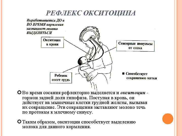   РЕФЛЕКС ОКСИТОЦИНА  Во время сосания рефлекторно выделяется и окситоцин - 