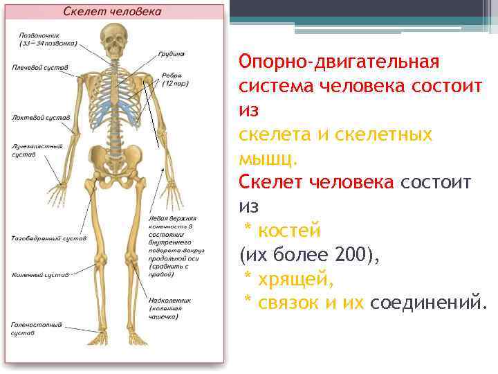 Презентация опорно двигательная система человека 8 класс