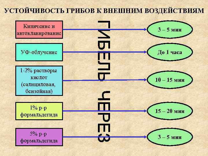 УСТОЙЧИВОСТЬ ГРИБОВ К ВНЕШНИМ ВОЗДЕЙСТВИЯМ  Кипячение и      