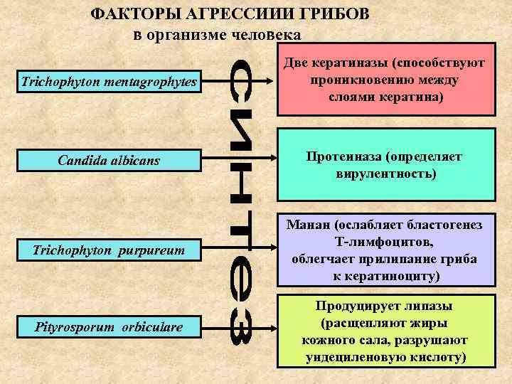   ФАКТОРЫ АГРЕССИИИ ГРИБОВ   в организме человека   