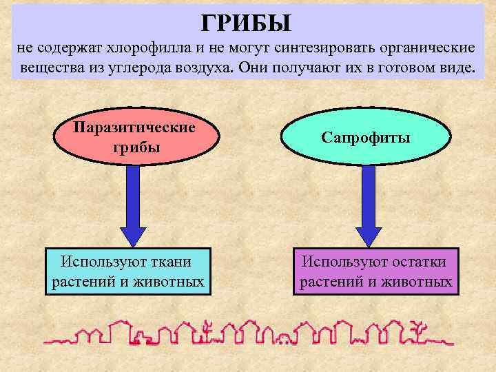     ГРИБЫ не содержат хлорофилла и не могут синтезировать органические вещества