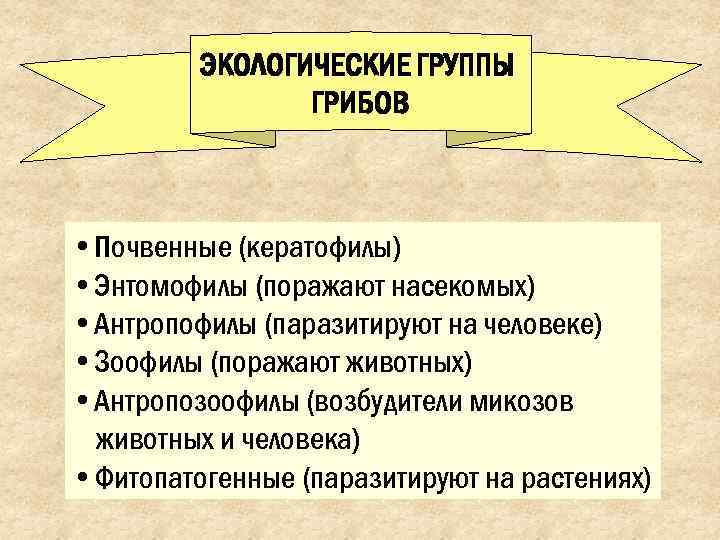    ЭКОЛОГИЧЕСКИЕ ГРУППЫ   ГРИБОВ • Почвенные (кератофилы) • Энтомофилы (поражают