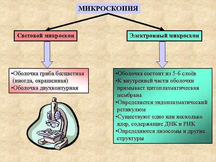     МИКРОСКОПИЯ Световой микроскоп   Электронный микроскоп • Оболочка гриба