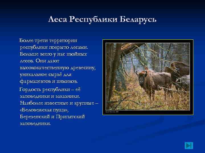    Леса Республики Беларусь Более трети территории республики покрыто лесами. Больше всего