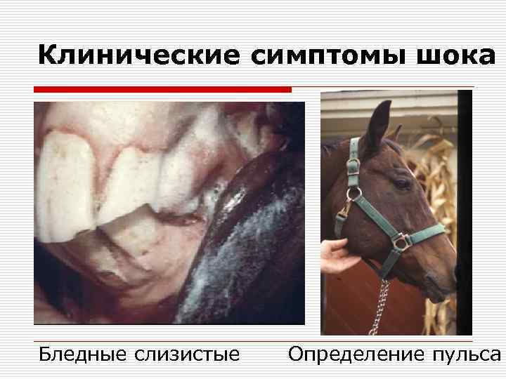 Клинические симптомы шока Бледные слизистые  Определение пульса 