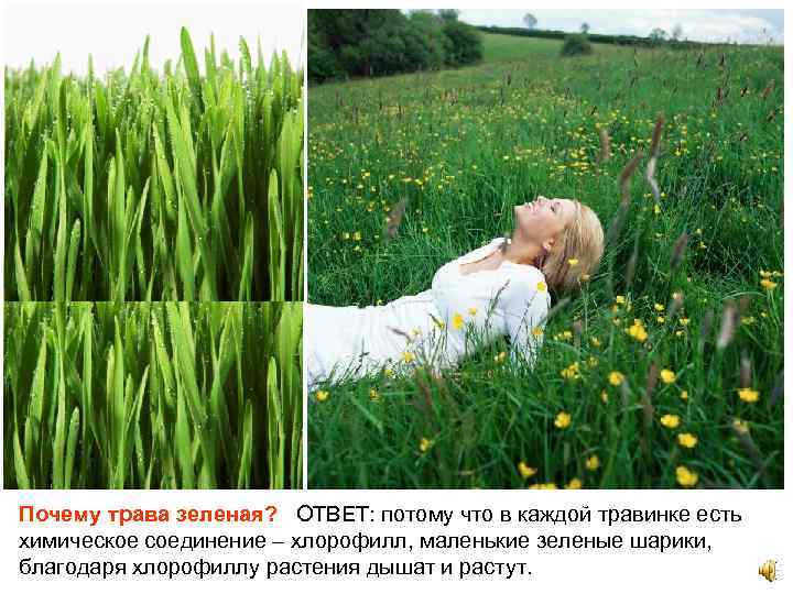 Почему трава зеленая? ОТВЕТ: потому что в каждой травинке есть химическое соединение – хлорофилл,