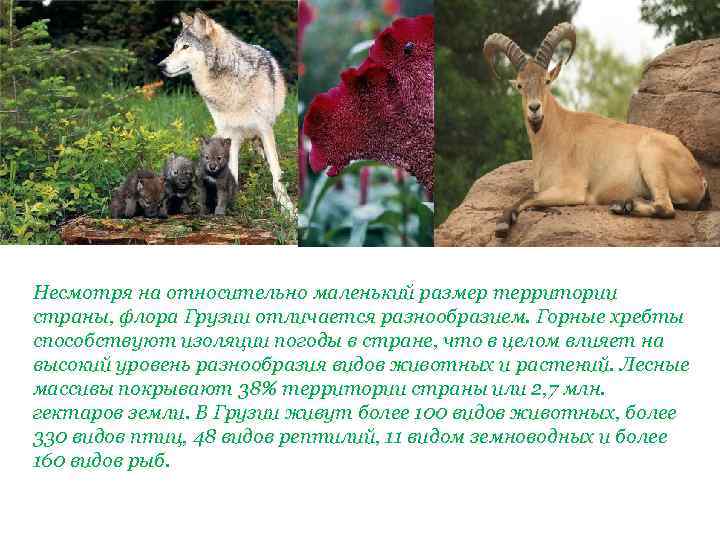 Несмотря на относительно маленький размер территории страны, флора Грузии отличается разнообразием. Горные хребты способствуют