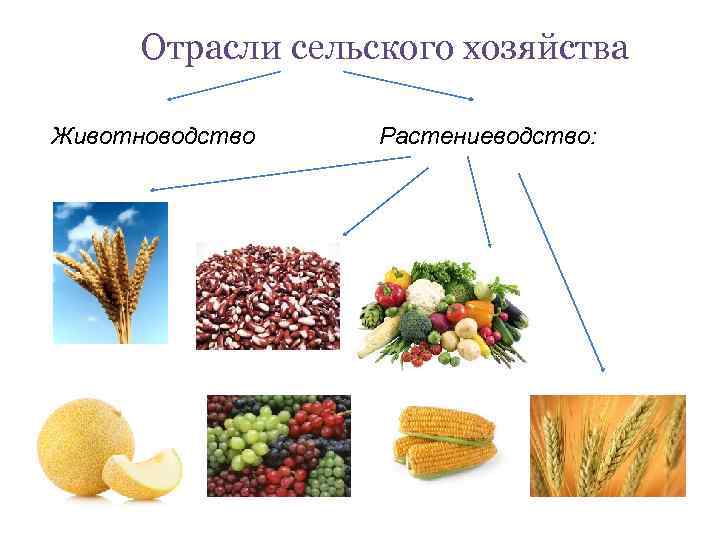  Отрасли сельского хозяйства Животноводство Растениеводство: 