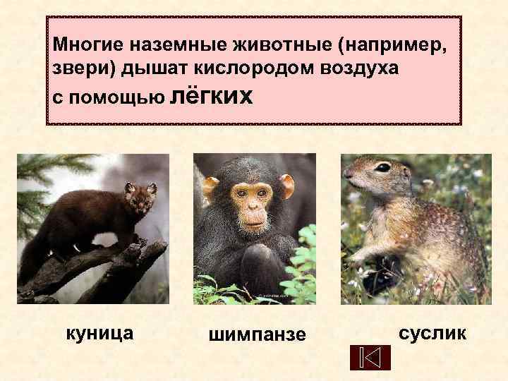 Многие наземные животные (например,  звери) дышат кислородом воздуха с помощью лёгких куница 