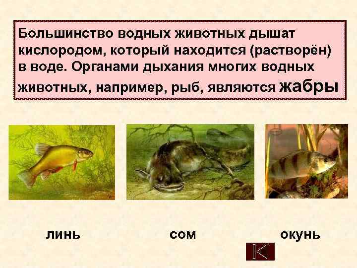 Большинство водных животных дышат кислородом, который находится (растворён) в воде. Органами дыхания многих водных