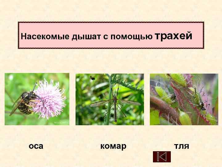 Насекомые дышат с помощью трахей оса   комар   тля 