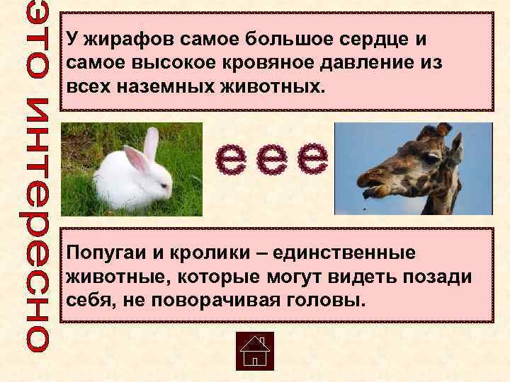 У жирафов самое большое сердце и самое высокое кровяное давление из всех наземных животных.