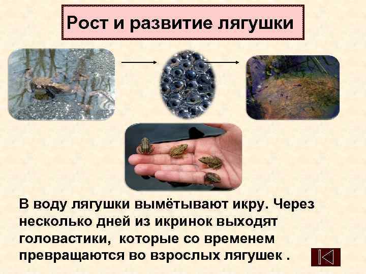  Рост и развитие лягушки В воду лягушки вымётывают икру. Через несколько дней из