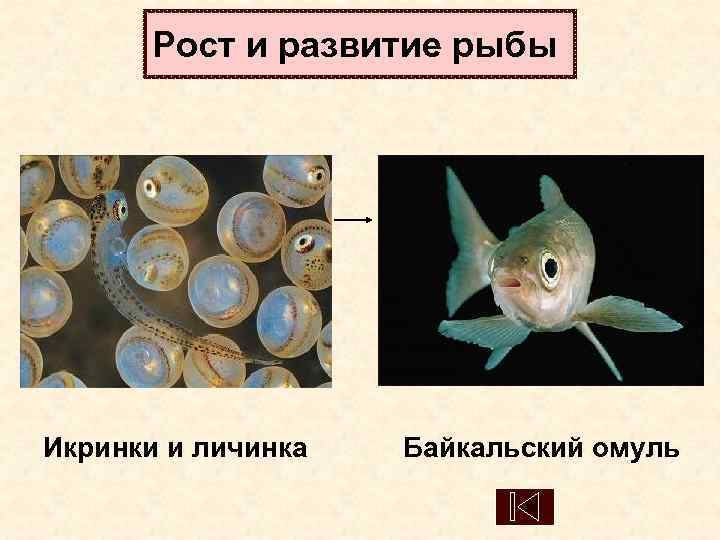   Рост и развитие рыбы Икринки и личинка  Байкальский омуль 