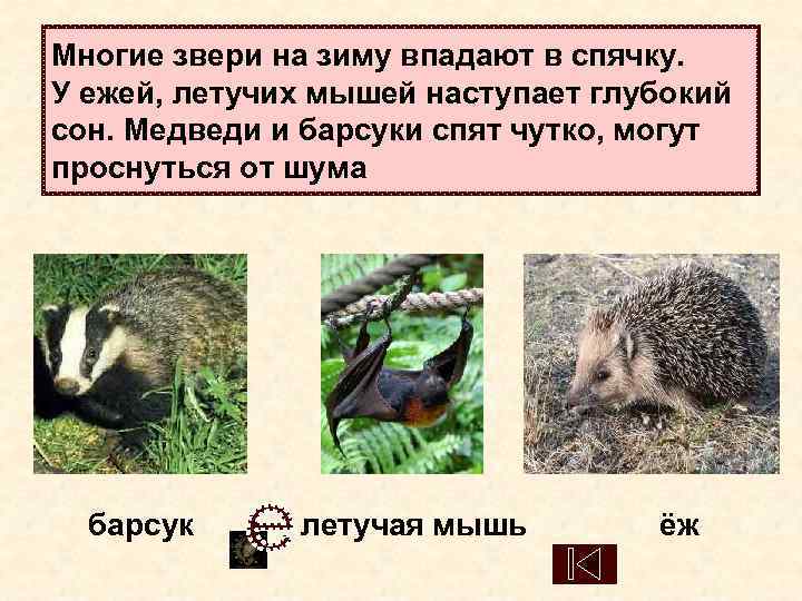 Многие звери на зиму впадают в спячку.  У ежей, летучих мышей наступает глубокий