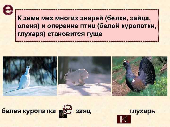   К зиме мех многих зверей (белки, зайца,  оленя) и оперение птиц