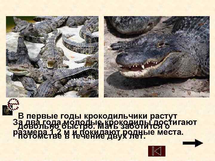  В первые годы крокодильчики растут За два года молодые крокодилы достигают  довольно