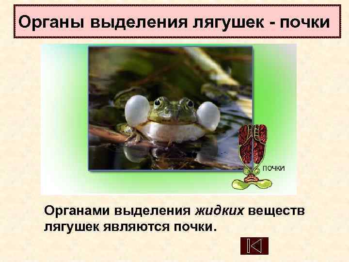 Органы выделения лягушек - почки  Органами выделения жидких веществ лягушек являются почки. 