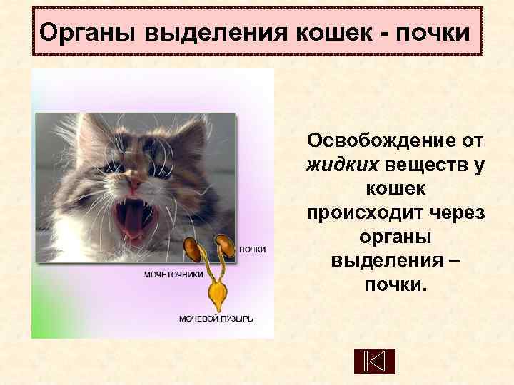 Органы выделения кошек - почки     Освобождение от   