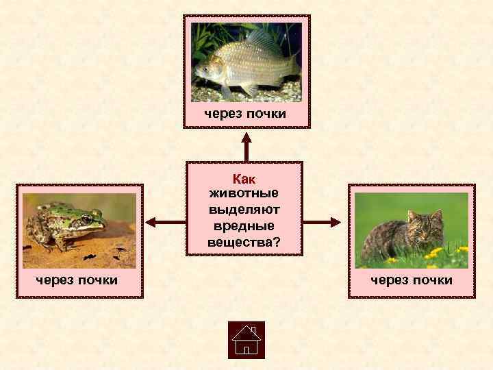    через почки     Как    животные