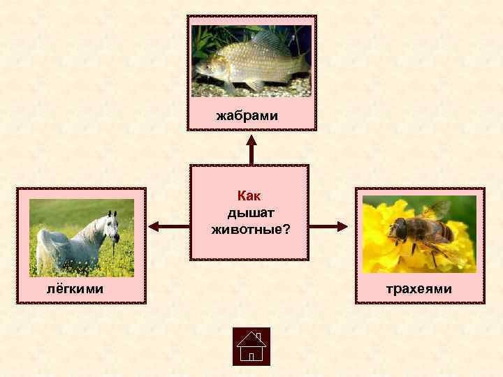   жабрами    Как    дышат   животные?