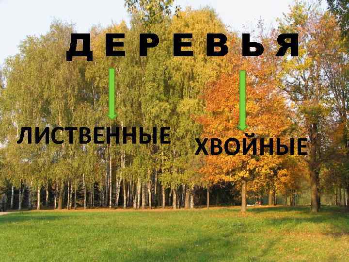   ДЕРЕВЬЯ ЛИСТВЕННЫЕ ХВОЙНЫЕ 